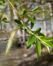 Fotografia da espécie Salix fragilis