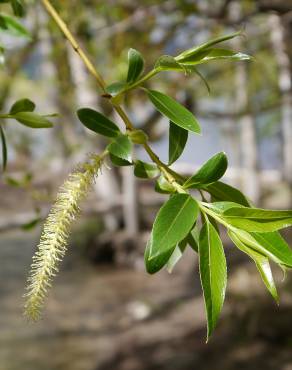 Fotografia 1 da espécie Salix fragilis no Jardim Botânico UTAD