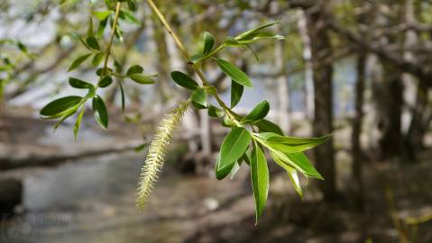 Fotografia da espécie Salix fragilis