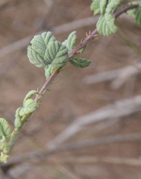 Fotografia 2 da espécie Rubus canescens no Jardim Botânico UTAD