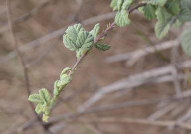 Fotografia da espécie Rubus canescens