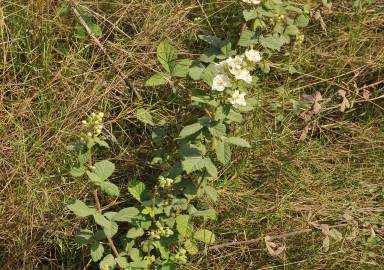 Fotografia da espécie Rubus canescens