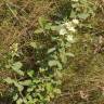 Fotografia 3 da espécie Rubus canescens do Jardim Botânico UTAD