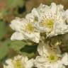 Fotografia 4 da espécie Rubus canescens do Jardim Botânico UTAD