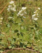 Fotografia da espécie Rubus canescens