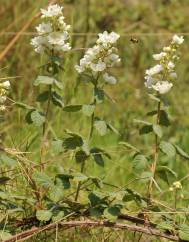 Rubus canescens