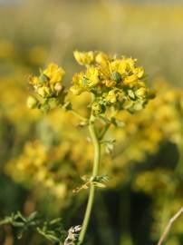 Fotografia da espécie Ruta chalepensis