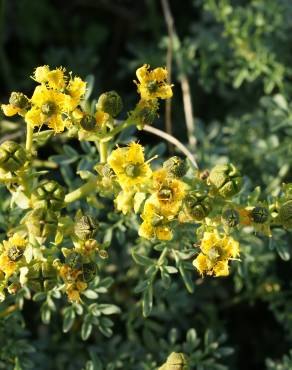 Fotografia 3 da espécie Ruta chalepensis no Jardim Botânico UTAD