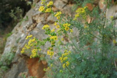 Fotografia da espécie Ruta chalepensis