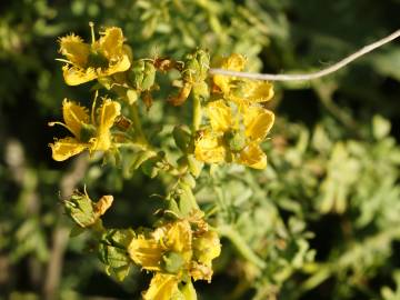 Fotografia da espécie Ruta chalepensis