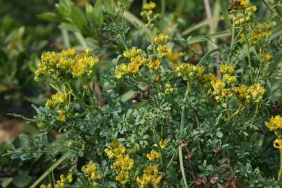 Fotografia da espécie Ruta chalepensis