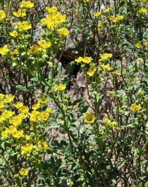 Fotografia 10 da espécie Ruta chalepensis no Jardim Botânico UTAD