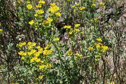 Fotografia da espécie Ruta chalepensis