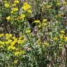 Fotografia 10 da espécie Ruta chalepensis do Jardim Botânico UTAD