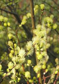 Fotografia da espécie Salix repens