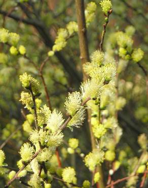 Fotografia 3 da espécie Salix repens no Jardim Botânico UTAD