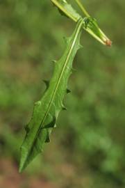 Fotografia da espécie Scorzoneroides autumnalis