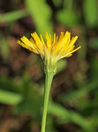 Fotografia da espécie Scorzoneroides autumnalis