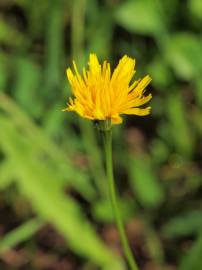 Fotografia da espécie Scorzoneroides autumnalis