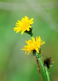 Fotografia da espécie Scorzoneroides autumnalis