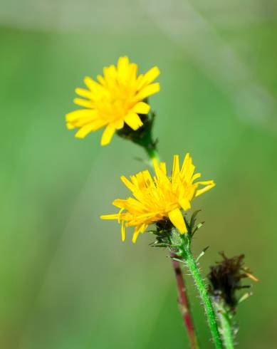 Fotografia de capa Scorzoneroides autumnalis - do Jardim Botânico