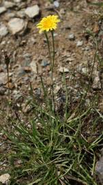 Fotografia da espécie Scorzoneroides autumnalis