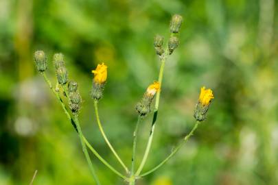 Fotografia da espécie Scorzoneroides autumnalis