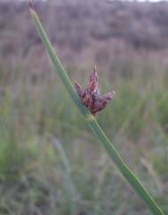 Schoenoplectus pungens