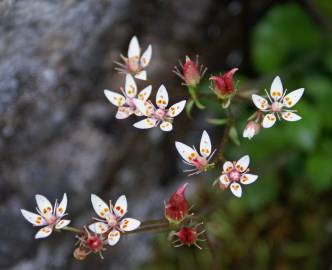 Fotografia da espécie Saxifraga stellaris