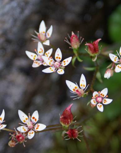 Fotografia de capa Saxifraga stellaris - do Jardim Botânico