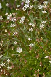 Fotografia da espécie Saxifraga stellaris