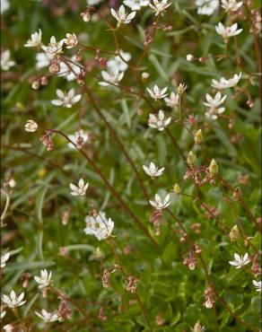 Fotografia 4 da espécie Saxifraga stellaris no Jardim Botânico UTAD