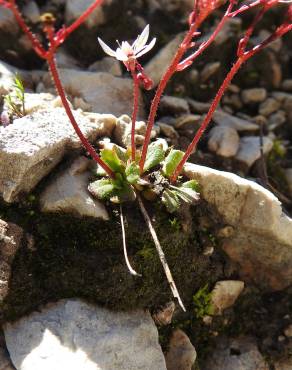 Fotografia 5 da espécie Saxifraga stellaris no Jardim Botânico UTAD