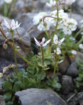 Fotografia 6 da espécie Saxifraga stellaris no Jardim Botânico UTAD