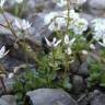 Fotografia 6 da espécie Saxifraga stellaris do Jardim Botânico UTAD