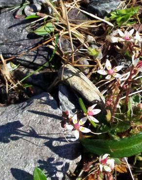 Fotografia 7 da espécie Saxifraga stellaris no Jardim Botânico UTAD