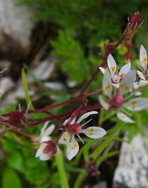 Fotografia 8 da espécie Saxifraga stellaris no Jardim Botânico UTAD