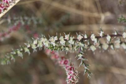 Fotografia da espécie Salsola kali