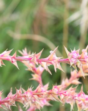 Fotografia 3 da espécie Salsola kali no Jardim Botânico UTAD