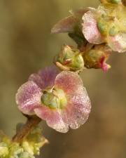 Fotografia da espécie Salsola vermiculata