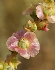 Salsola vermiculata