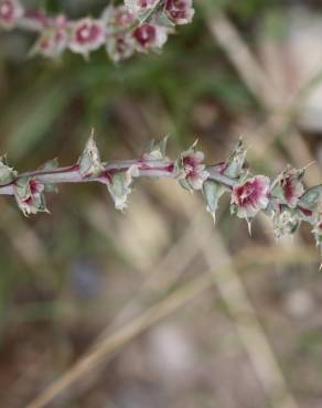 Fotografia 5 da espécie Salsola kali no Jardim Botânico UTAD