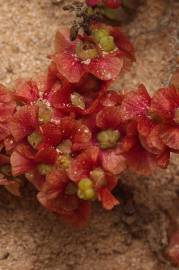 Fotografia da espécie Salsola vermiculata