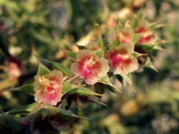 Fotografia da espécie Salsola vermiculata