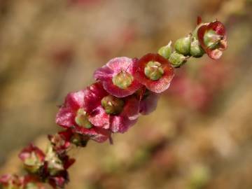 Fotografia da espécie Salsola vermiculata