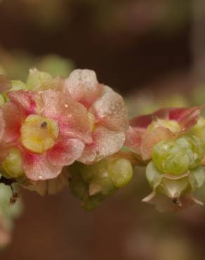 Fotografia 6 da espécie Salsola vermiculata no Jardim Botânico UTAD