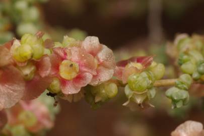 Fotografia da espécie Salsola vermiculata