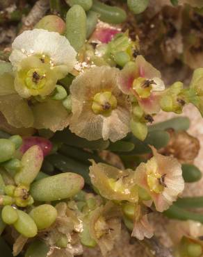 Fotografia 7 da espécie Salsola vermiculata no Jardim Botânico UTAD