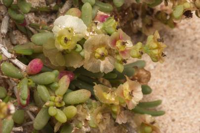 Fotografia da espécie Salsola vermiculata