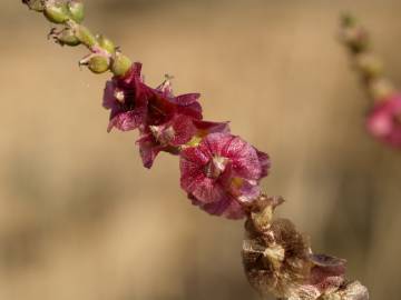 Fotografia da espécie Salsola vermiculata